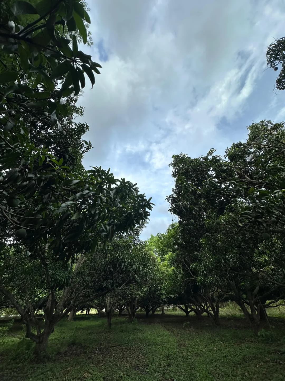 Finca Suyapita en Venta | Cantarranas, San Juan de Flores - foto 1 de 13